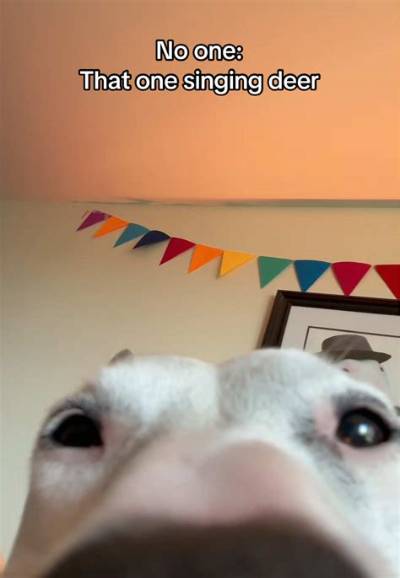 Understanding the Phenomenon of Animal Memes: a Joyful Exploration