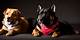 Unleashing the Fascination: the World of Dogxxxx