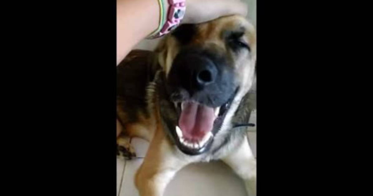 Unleashing the Mystery of Dogxxx: an in-Depth Exploration