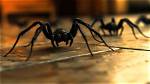 Unraveling the Enigma of Arachnid Mortality