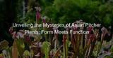 Unveiling the Mysteries of the 1991 Asian Zodiac: a Complete Guide