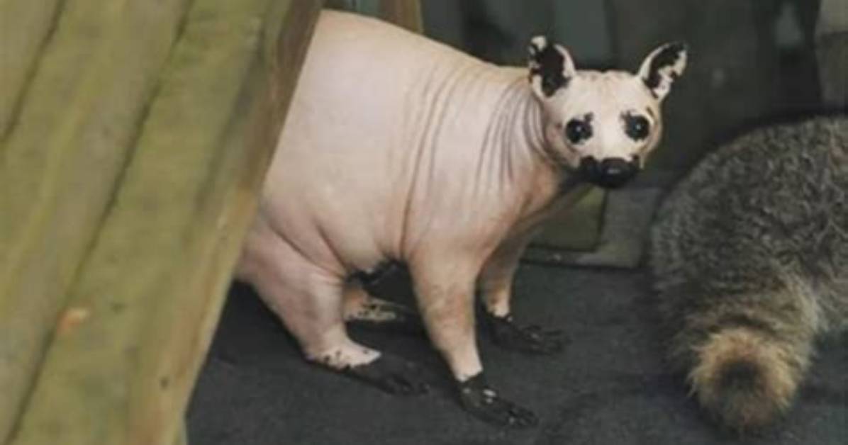 Unveiling the Mystery of the Hairless Raccoon