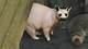 Unveiling the Mystery of the Hairless Raccoon