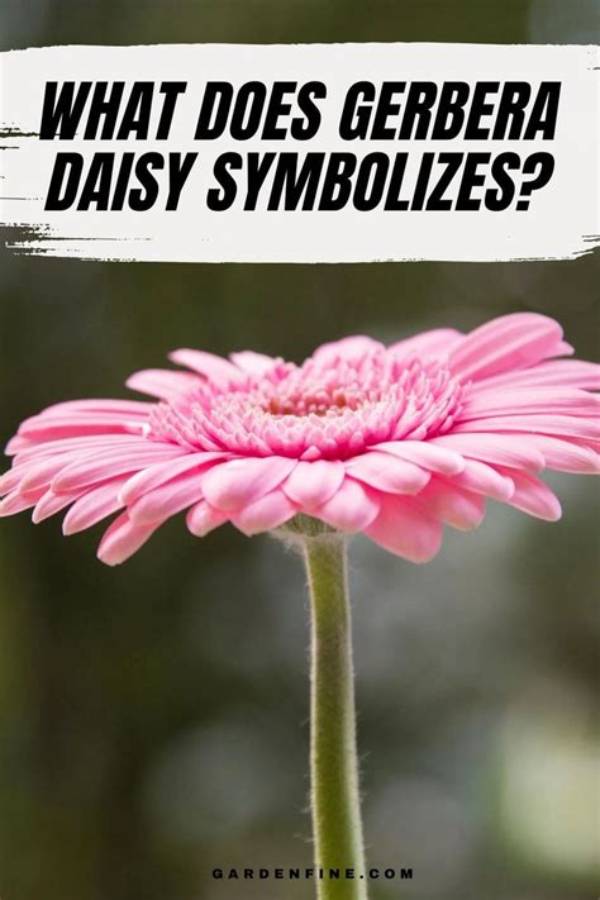 Unveiling the Secrets Behind Daisy Blooms: Discover Its True Identity