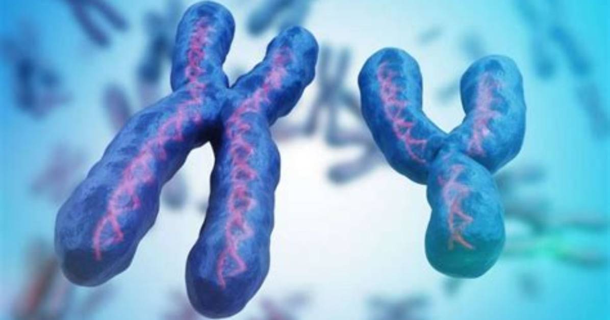 Unveiling the Secrets of Chromosome Movement in Cell Division