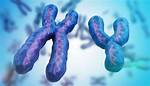 Unveiling the Secrets of Chromosome Movement in Cell Division