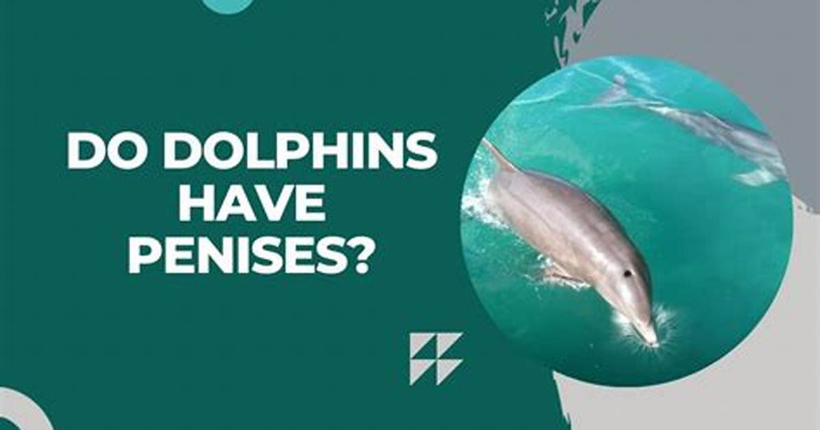 Unveiling the Secrets of Dolphin Penis: a Fascinating Exploration
