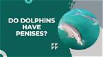 Unveiling the Secrets of Dolphin Penis: a Fascinating Exploration