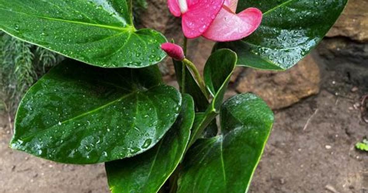 Unveiling the World of Emma Anthurium Twitter: a Comprehensive Guide