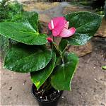 Unveiling the World of Emma Anthurium Twitter: a Comprehensive Guide