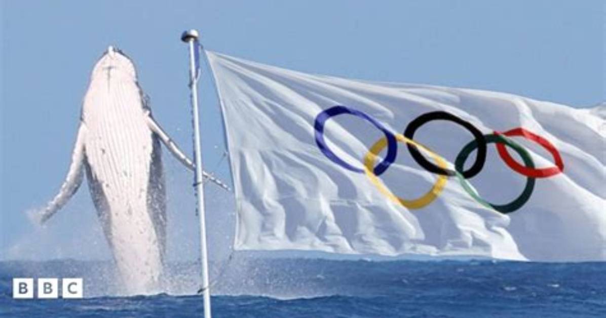 Unveiling the World of the Olympics Whale: a Comprehensive Guide