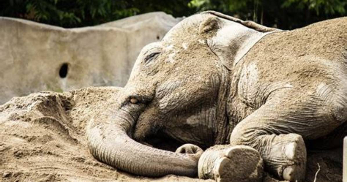 Villagers in India Find ‘Drunk’ Elephants Asleep After They Allegedly Drank Alcohol