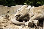 Villagers in India Find ‘Drunk’ Elephants Asleep After They Allegedly Drank Alcohol