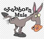 Was as Stubborn as a Mule?