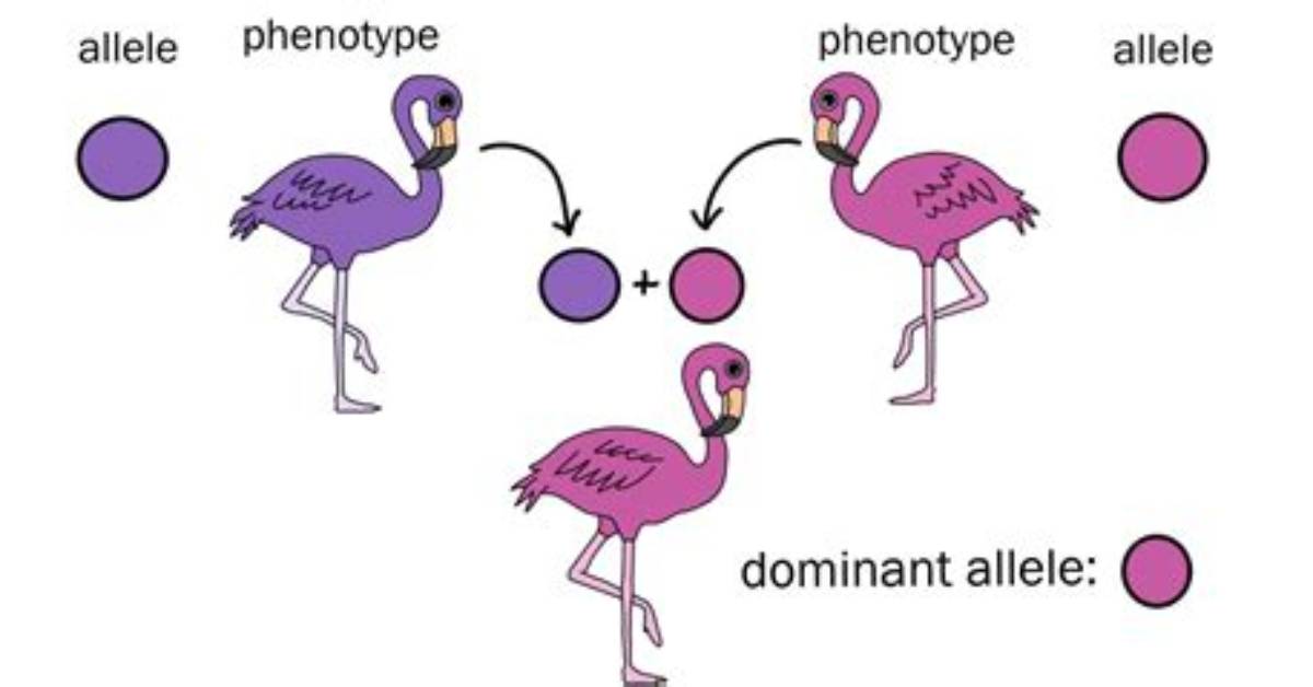 Was Is Dominant Allele?