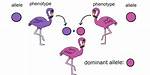 Was Is Dominant Allele?