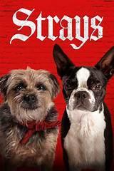 Watch Strays: Understanding the Growing Trend of Watching Stray Animals