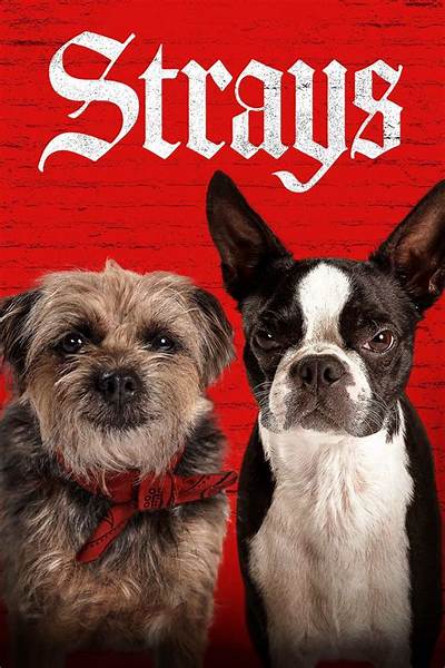 Watch Strays: Understanding the Growing Trend of Watching Stray Animals