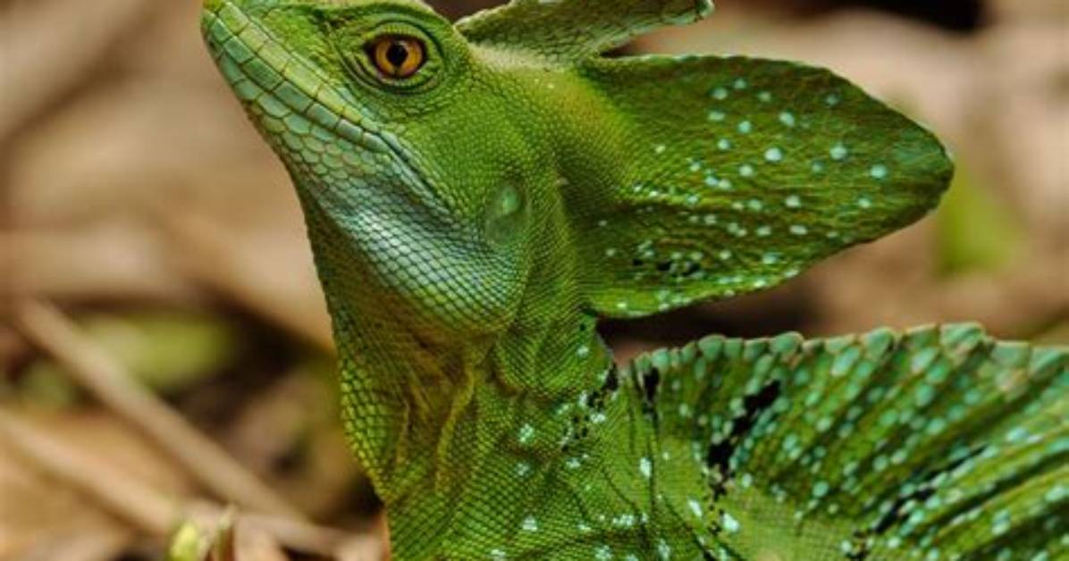 Were Basilisk Lizards Live?