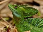 Were Basilisk Lizards Live?