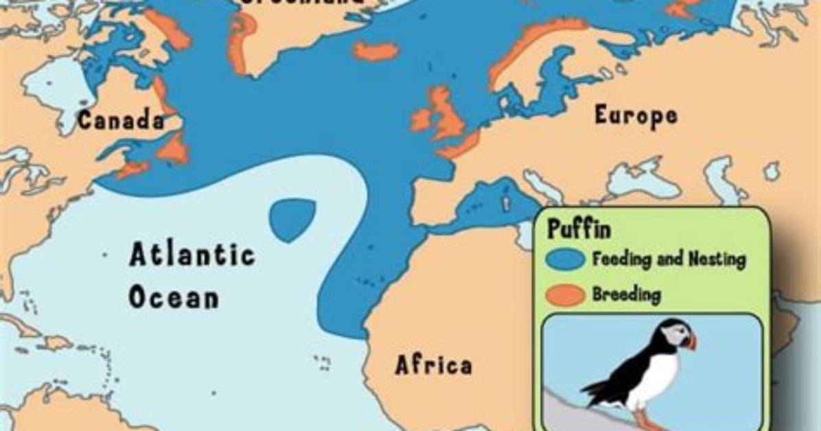 Were Does a Puffin Live?