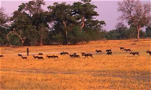 Were Wild Dogs Live?