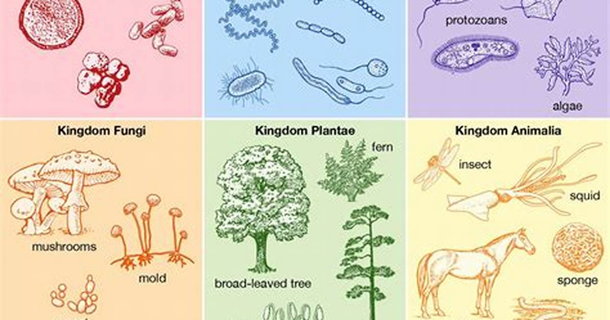 What 4 Types of Organisms Have a Cell Wall
