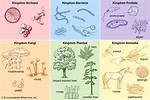 What 4 Types of Organisms Have a Cell Wall