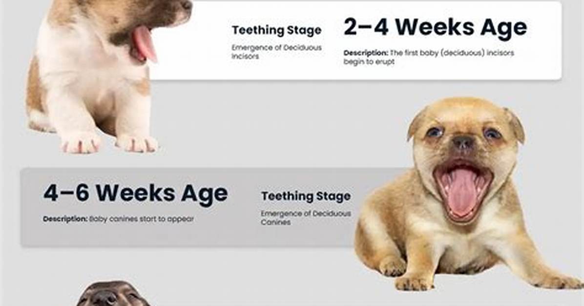 What Age Do Boy Puppies Start to Hump?
