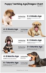 What Age Do Boy Puppies Start to Hump?