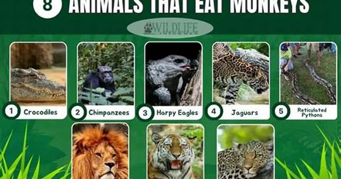 What Animal Eats Monkeys - Lisbd-Net. Com
