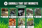 What Animal Eats Monkeys - Lisbd-Net. Com