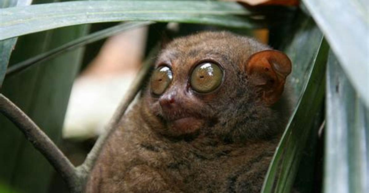 What Animal Has the Largest Eyes?