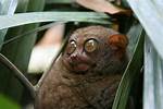 What Animal Has the Largest Eyes?
