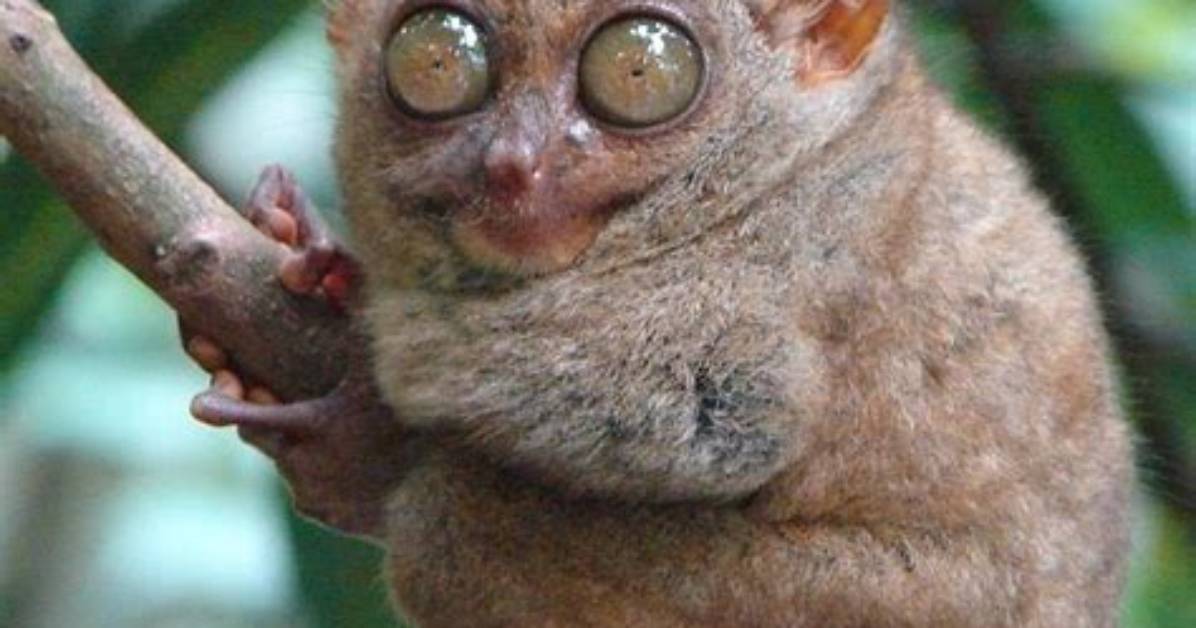 What Animal Looks Scary but Is Nice?