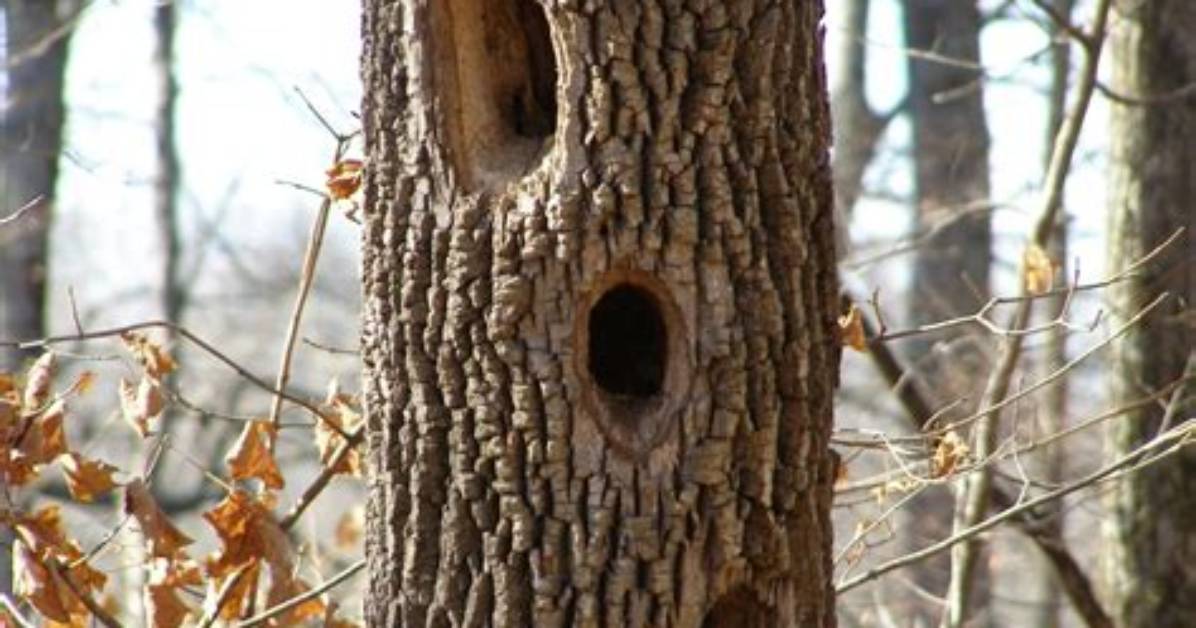 What Animal Makes Large Holes in Trees