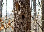 What Animal Makes Large Holes in Trees