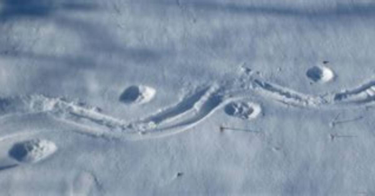 What Animal Makes Lines in the Snow?