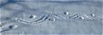 What Animal Makes Lines in the Snow?