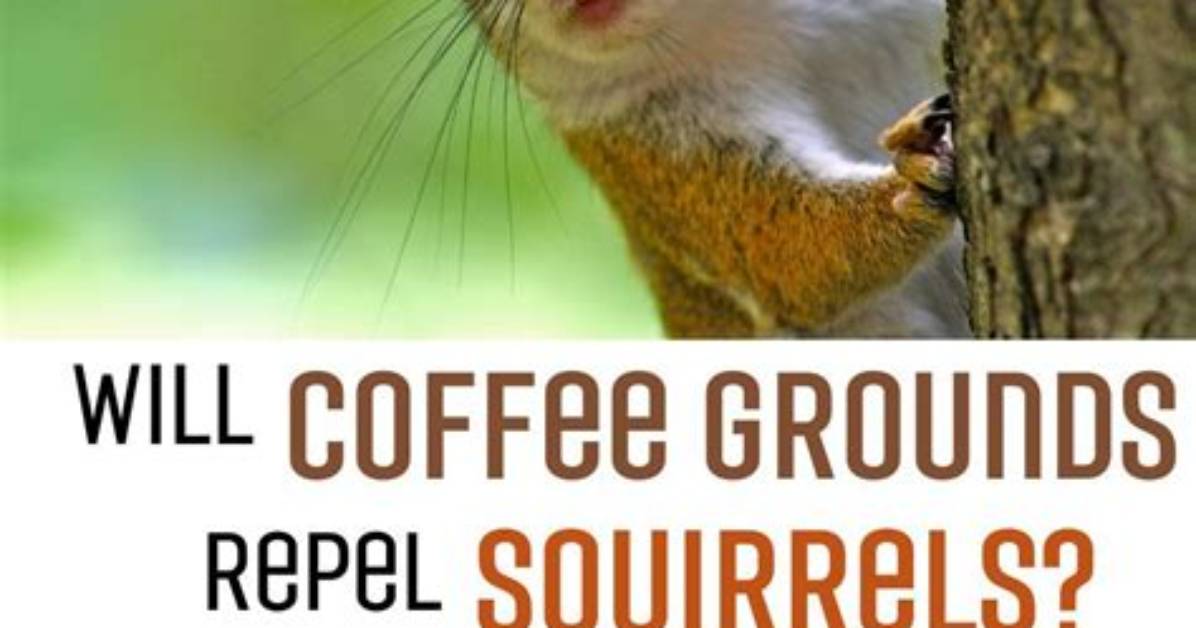 What Animals Do Coffee Grounds Keep Away?