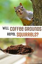 What Animals Do Coffee Grounds Keep Away?