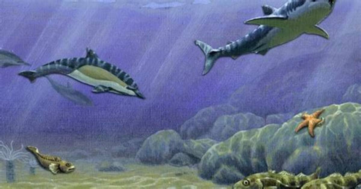 What Animals Live in the Continental Shelf