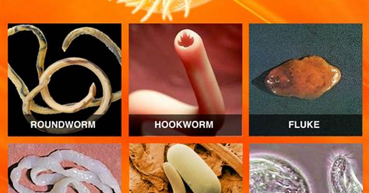 What Are 3 Common Parasites That Are Harmful to Humans?