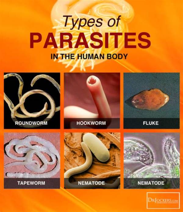 What Are 3 Common Parasites That Are Harmful to Humans?
