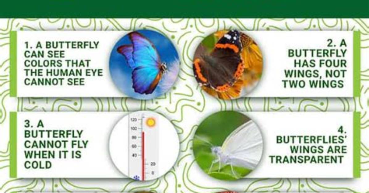 What Are 5 Interesting Facts About Butterflies?