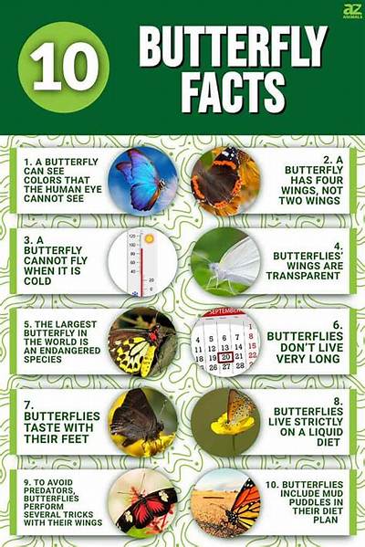 What Are 5 Interesting Facts About Butterflies?