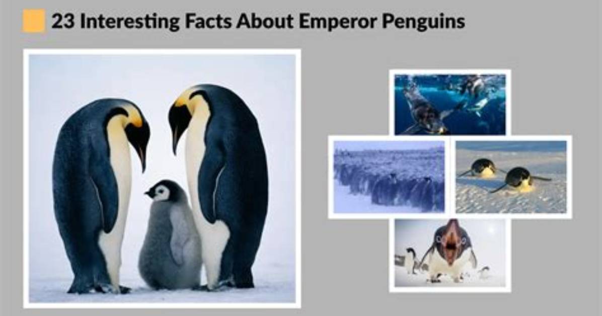 What Are 5 Interesting Facts About Emperor Penguins