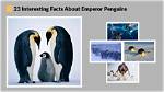 What Are 5 Interesting Facts About Emperor Penguins