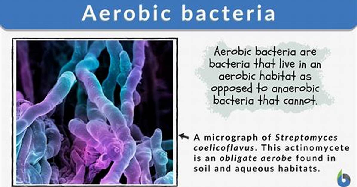 What Are Aerobic Bacteria Examples?