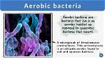 What Are Aerobic Bacteria Examples?